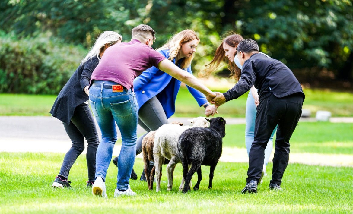 Teambuilding Schapendrijven